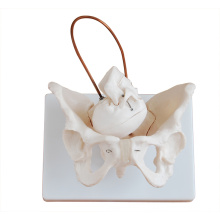 PELVIS08 (12345) Medical Science Childbirth Demonstration Pelvis, Female Pelvis Anatomical Model for Birth Study